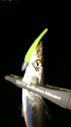カマスの釣果