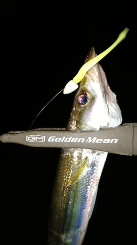 カマスの釣果