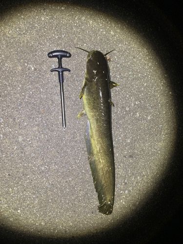 ナマズの釣果