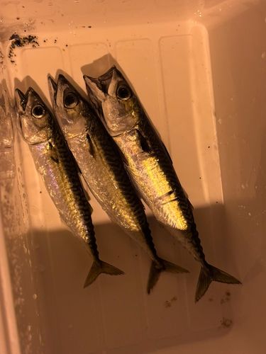 サバの釣果