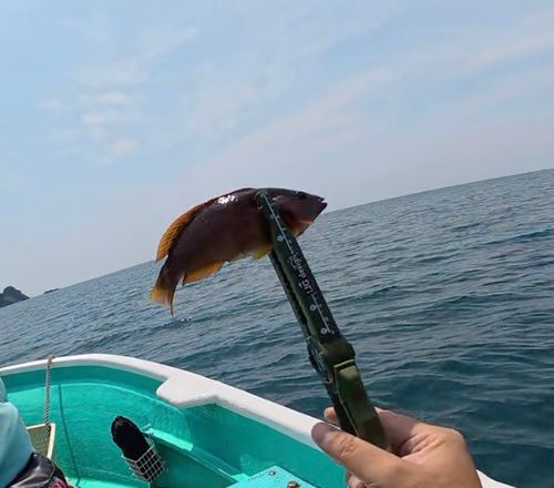 アカササノハベラの釣果
