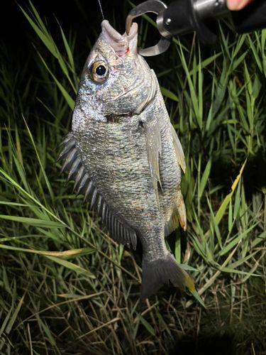 キビレの釣果