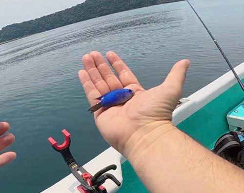 ソラスズメダイの釣果