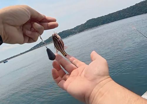 ネンブツダイの釣果
