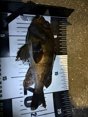 メバルの釣果