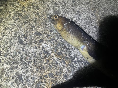ホタテウミヘビの釣果