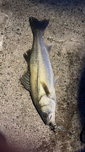 新潟県で釣れたスズキの釣り・釣果情報 - アングラーズ | 釣果600万件