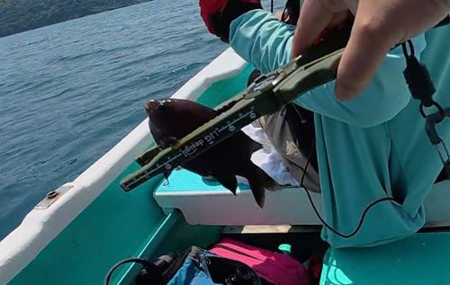 スズメダイの釣果