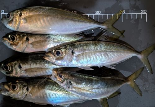 アジの釣果