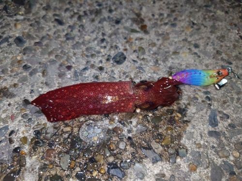 ケンサキイカの釣果