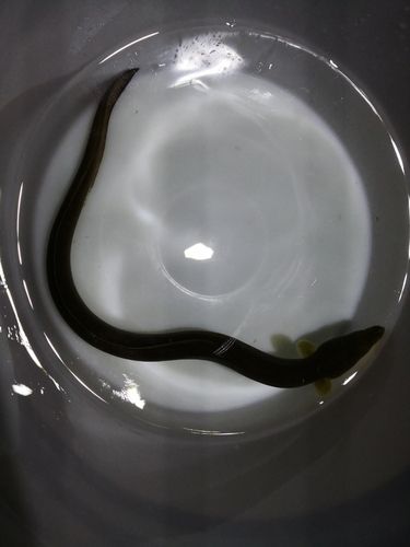 ウナギの釣果