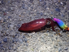 ケンサキイカの釣果