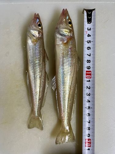 キスの釣果