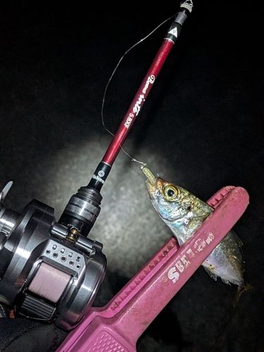 マアジの釣果