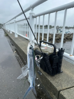 トビウオの釣果