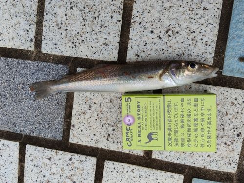 シロギスの釣果