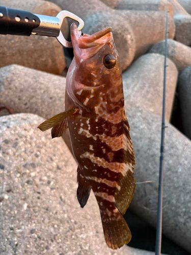 アコウの釣果