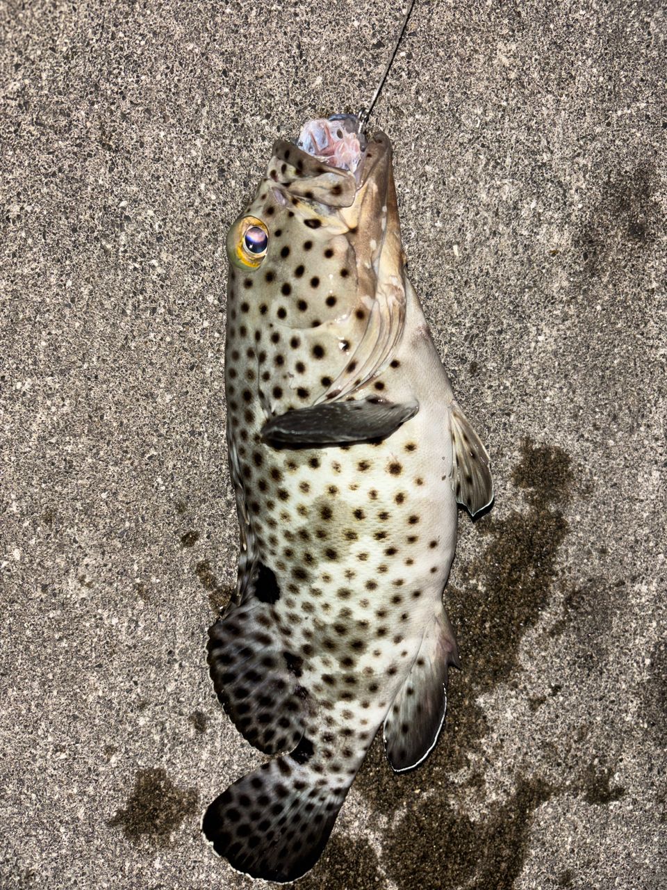 ヒレグロハタ・ヒメフエダイの釣果写真