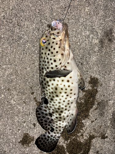 ヒレグロハタの釣果