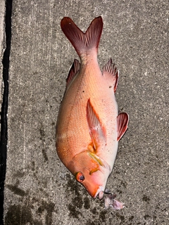 ヒメフエダイの釣果