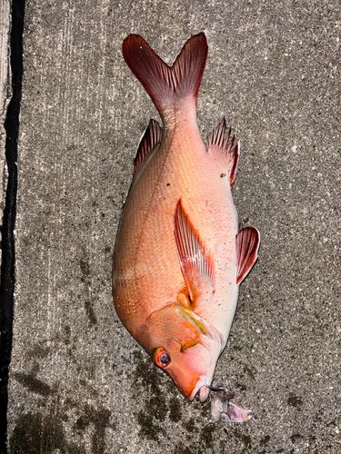 ヒメフエダイの釣果