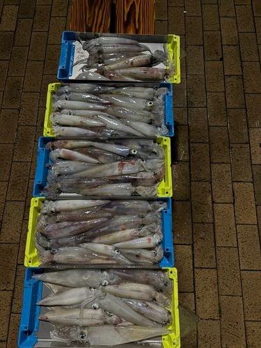 イカの釣果