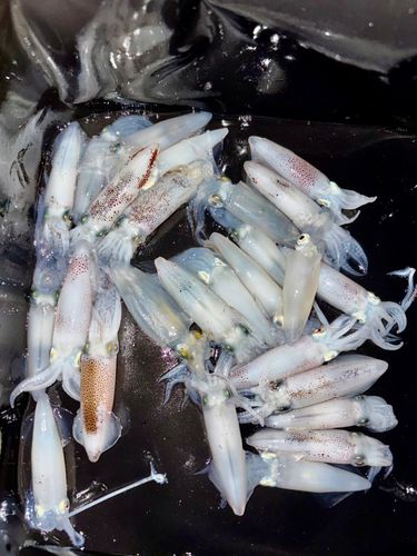 ヒイカの釣果