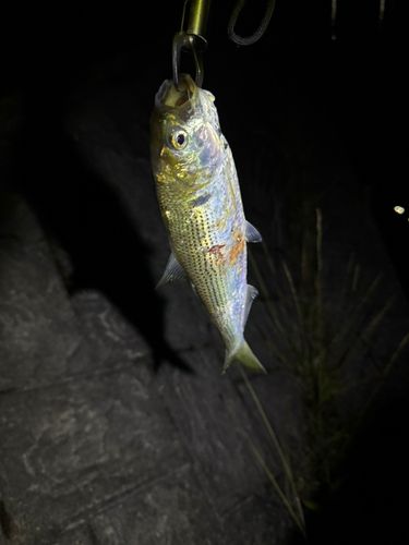 コノシロの釣果