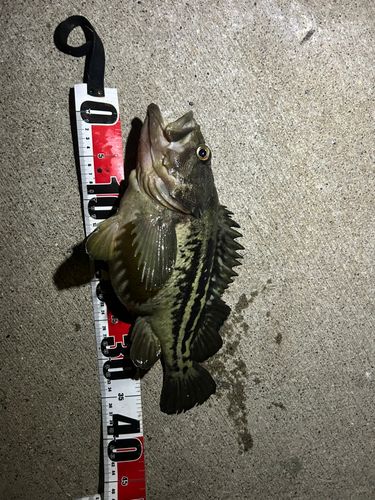 シマソイの釣果