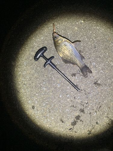 フナの釣果