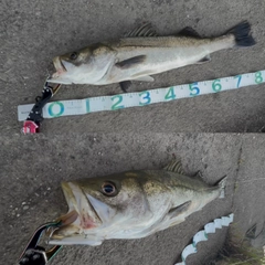 スズキの釣果