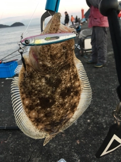 ヒラメの釣果