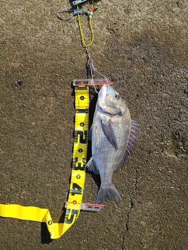 クロダイの釣果