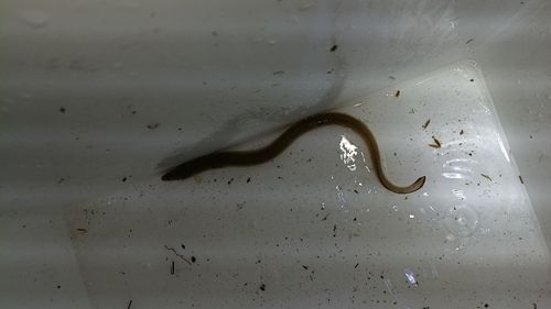 ウナギの釣果
