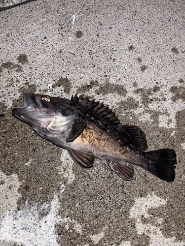 クロソイの釣果