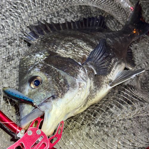 チヌの釣果