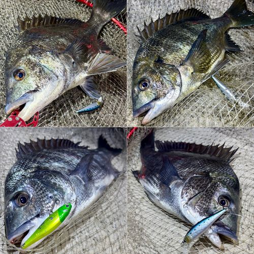チヌの釣果