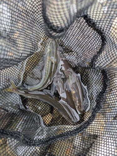 アユの釣果