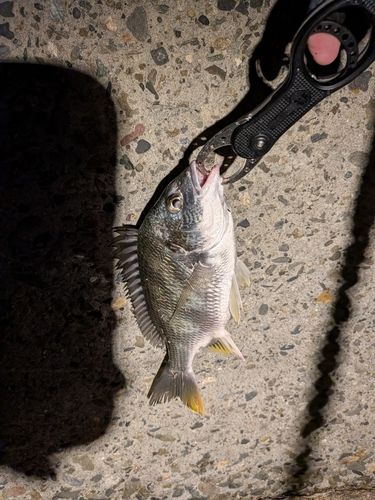 キビレの釣果