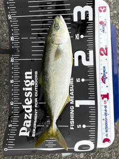 ワカシの釣果