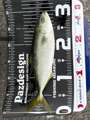 ワカシの釣果