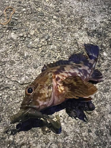 ガシラの釣果