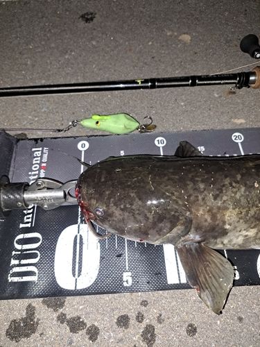 ナマズの釣果
