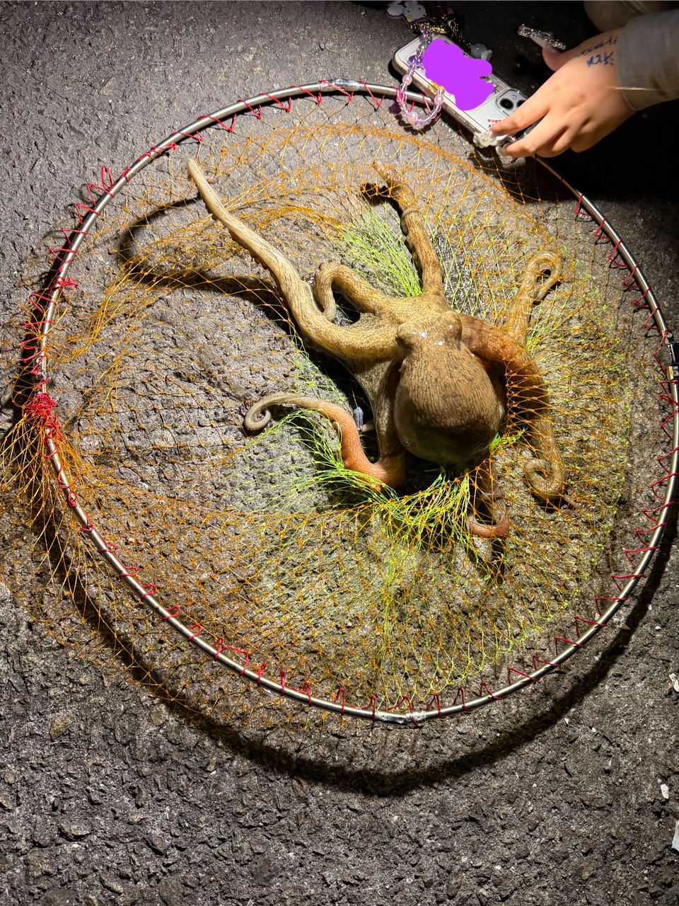 タコの釣果写真