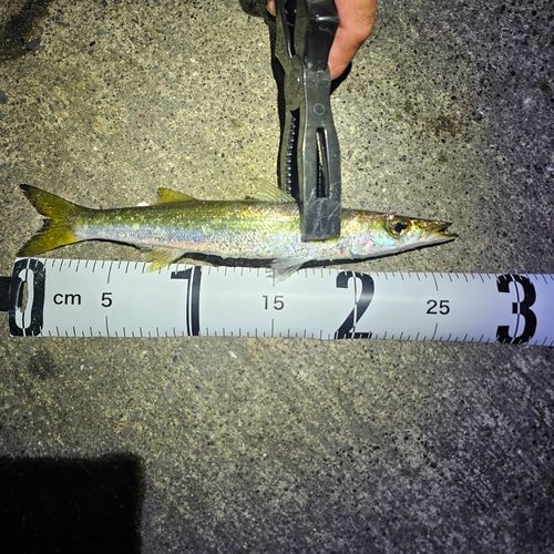 カマスの釣果