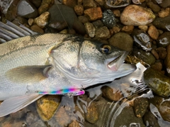 フッコ（マルスズキ）の釣果