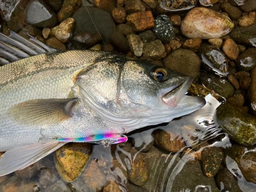 フッコ（マルスズキ）の釣果