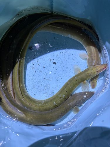 ウナギの釣果