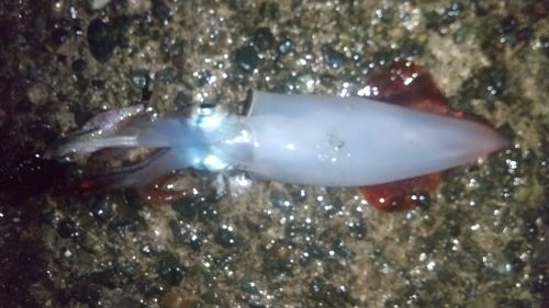 ケンサキイカの釣果
