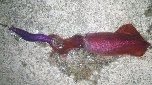 ケンサキイカの釣果